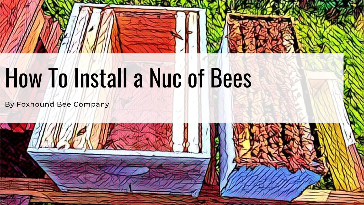 How To Install A Nuc Of Bees Step By Step Guide Foxhound Bee Company 7360