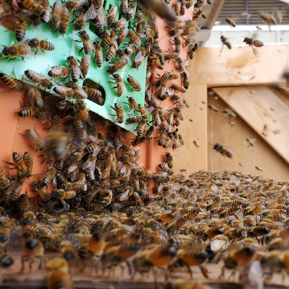 Swarming and Moving Bees – Foxhound Bee Company