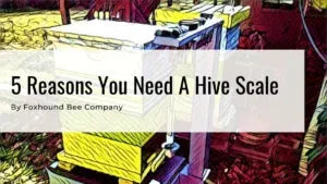 5 Reasons You Need A Hive Scale