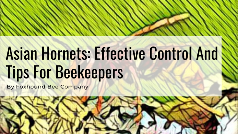 Asian Hornets Effective Control And Tips For Beekeepers