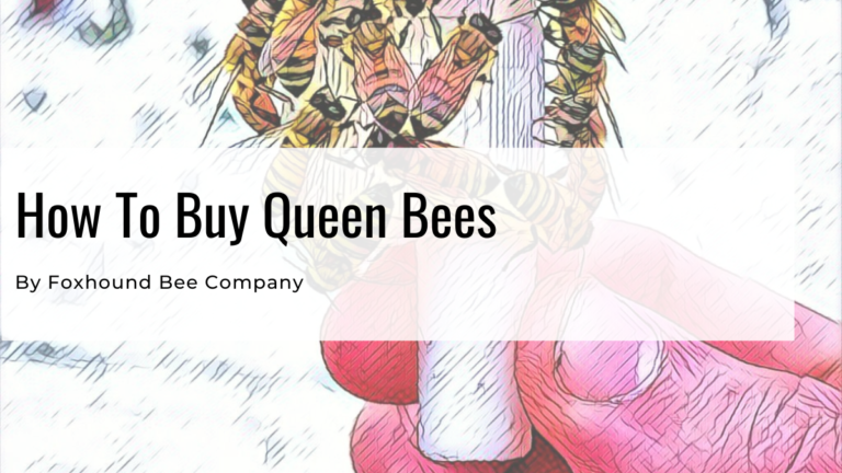 Buying Queen Bees