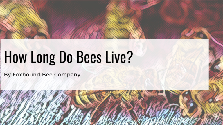 How Long Do Bees Live?