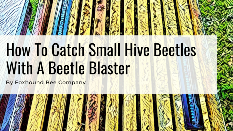 How To Catch Small Hive Beetles With A Beetle Blaster