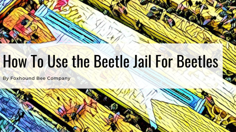 How To Catch Small Hive Beetles With A Beetle Jail