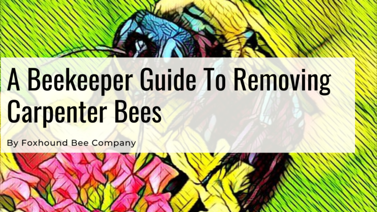 How To Get Rid Of Carpenter Bees