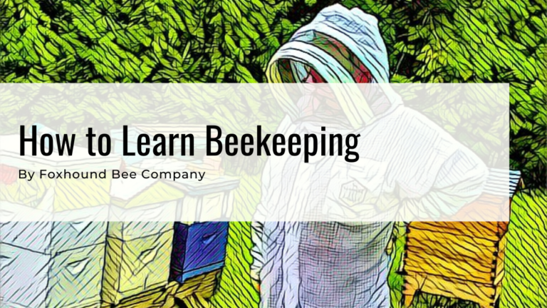 Master Guide – How To Learn Beekeeping?