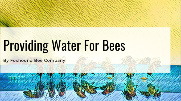 Providing Water For Bees