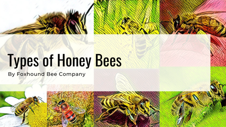 Types Of Honey Bees