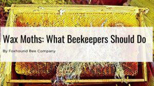 Wax Moths: What Beekeepers Can Do