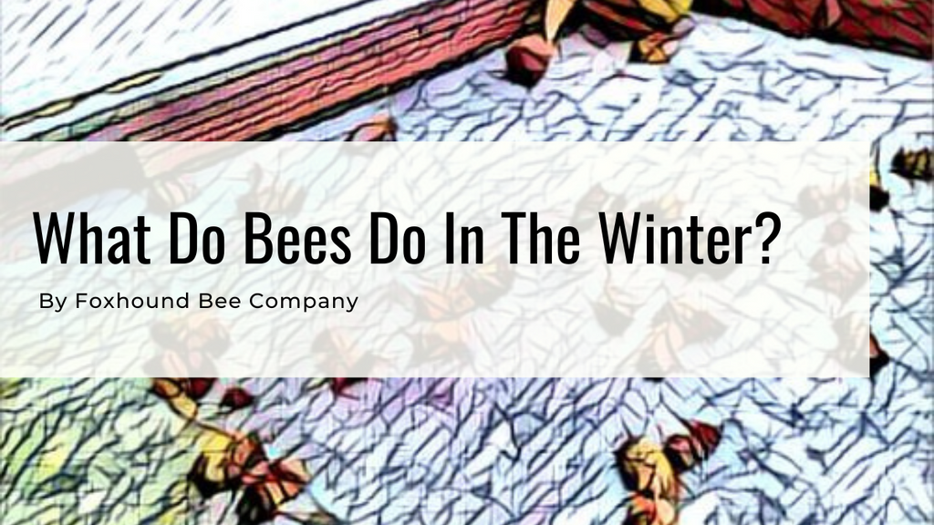 What Do Bees Do In The Winter?