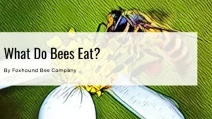 What Do Bees Eat?