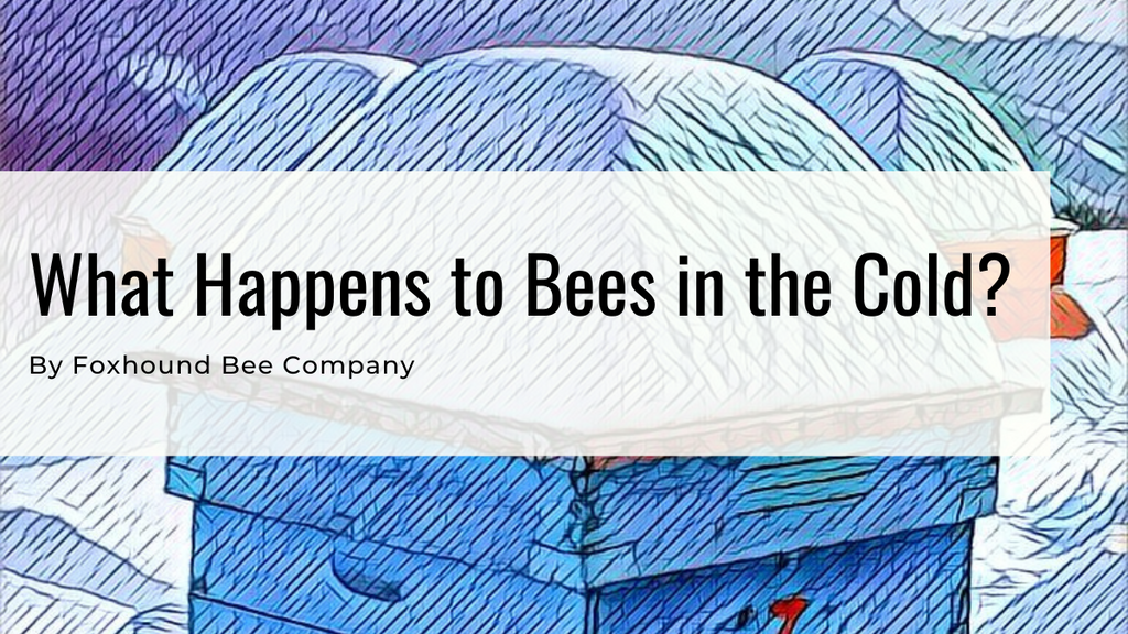 What Happens To Bees In Freezing Weather?