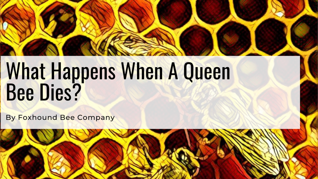 What Happens When A Queen Bee Dies?