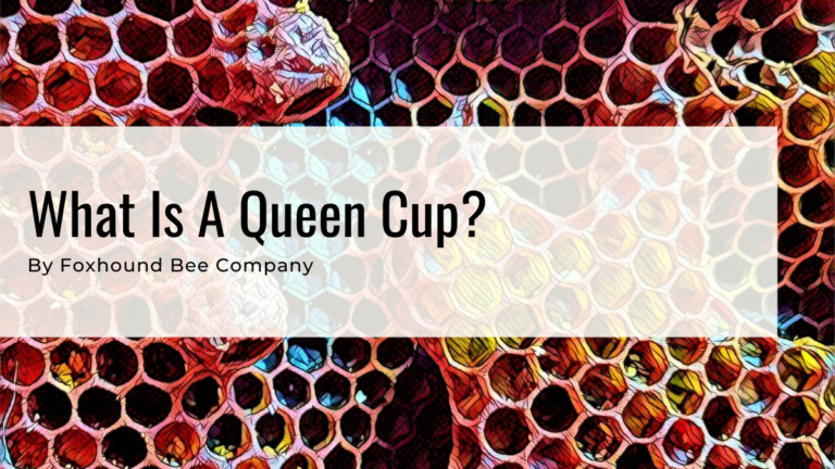 What Is A Queen Cup?