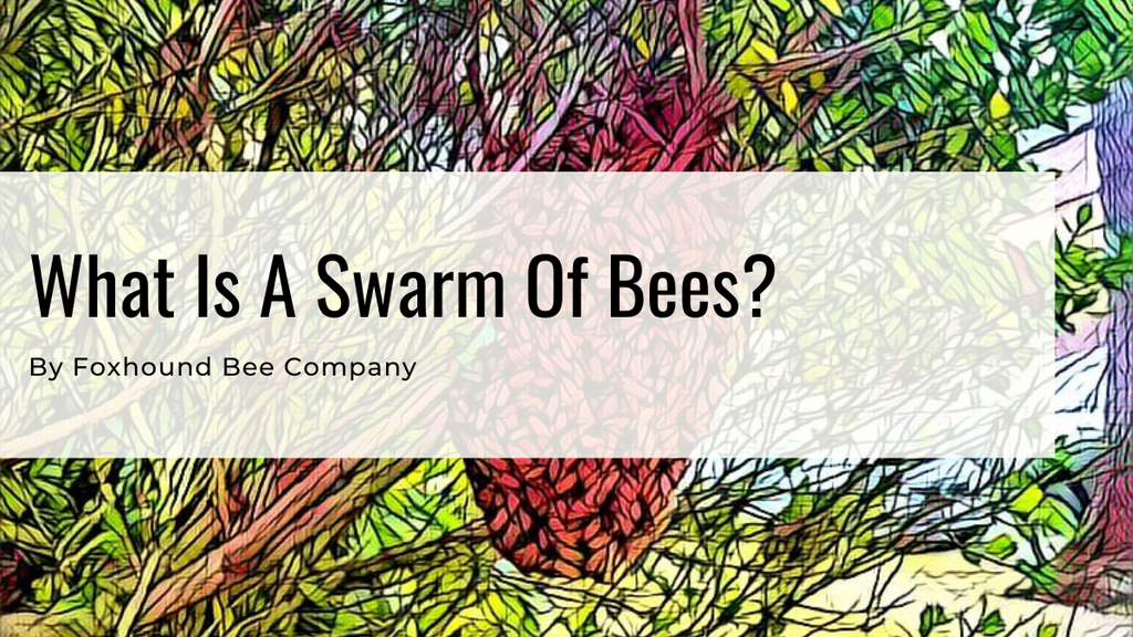 What Is A Swarm Of Bees?