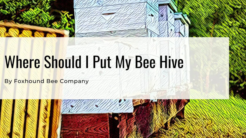 Where Should I Put My Bee Hives?