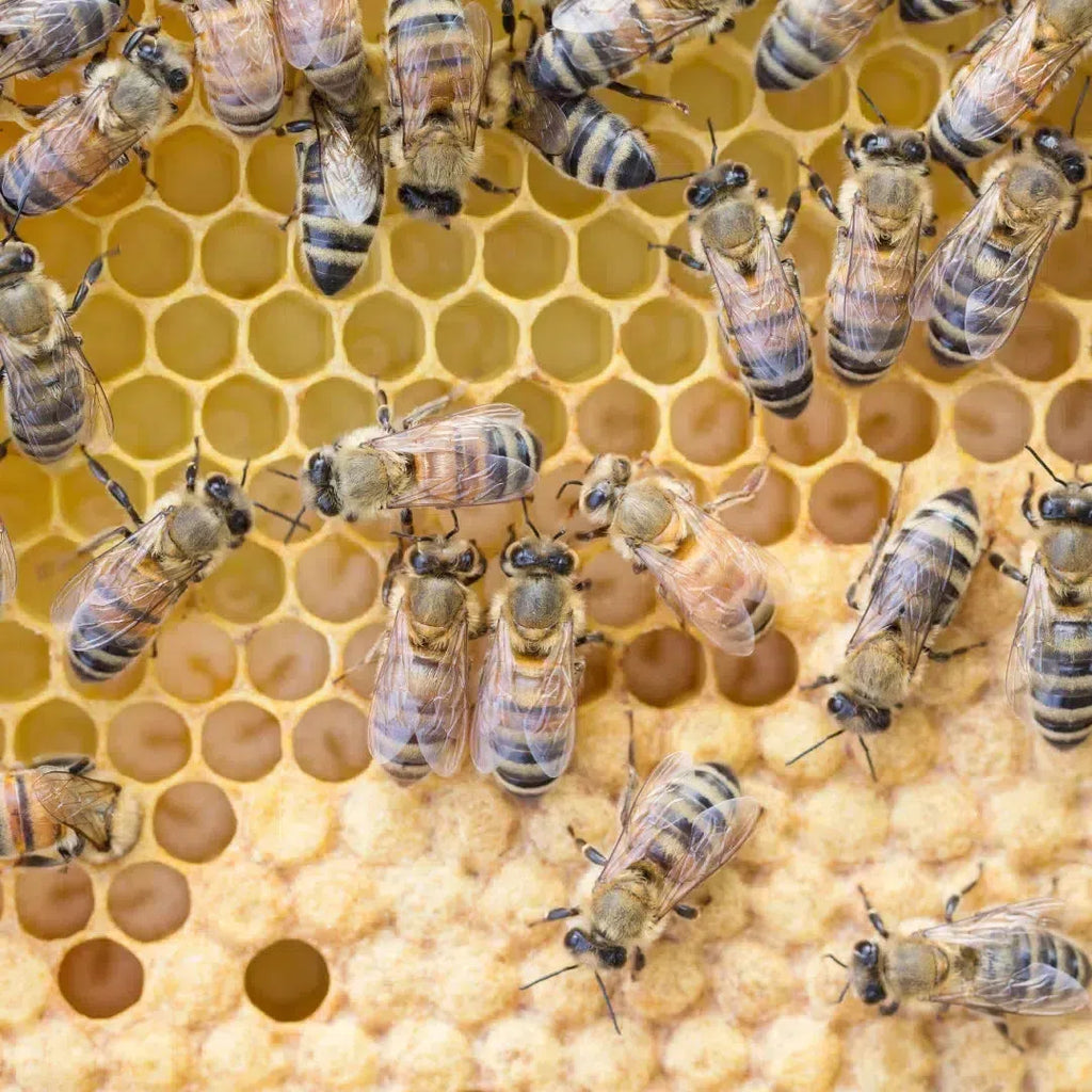 Live Bees-Foxhound Bee Company