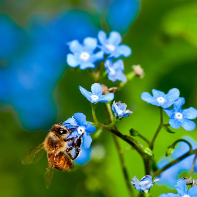 6-Honey-Bee-on-Blue-Flower-min-768x768_2000x2000.jpg