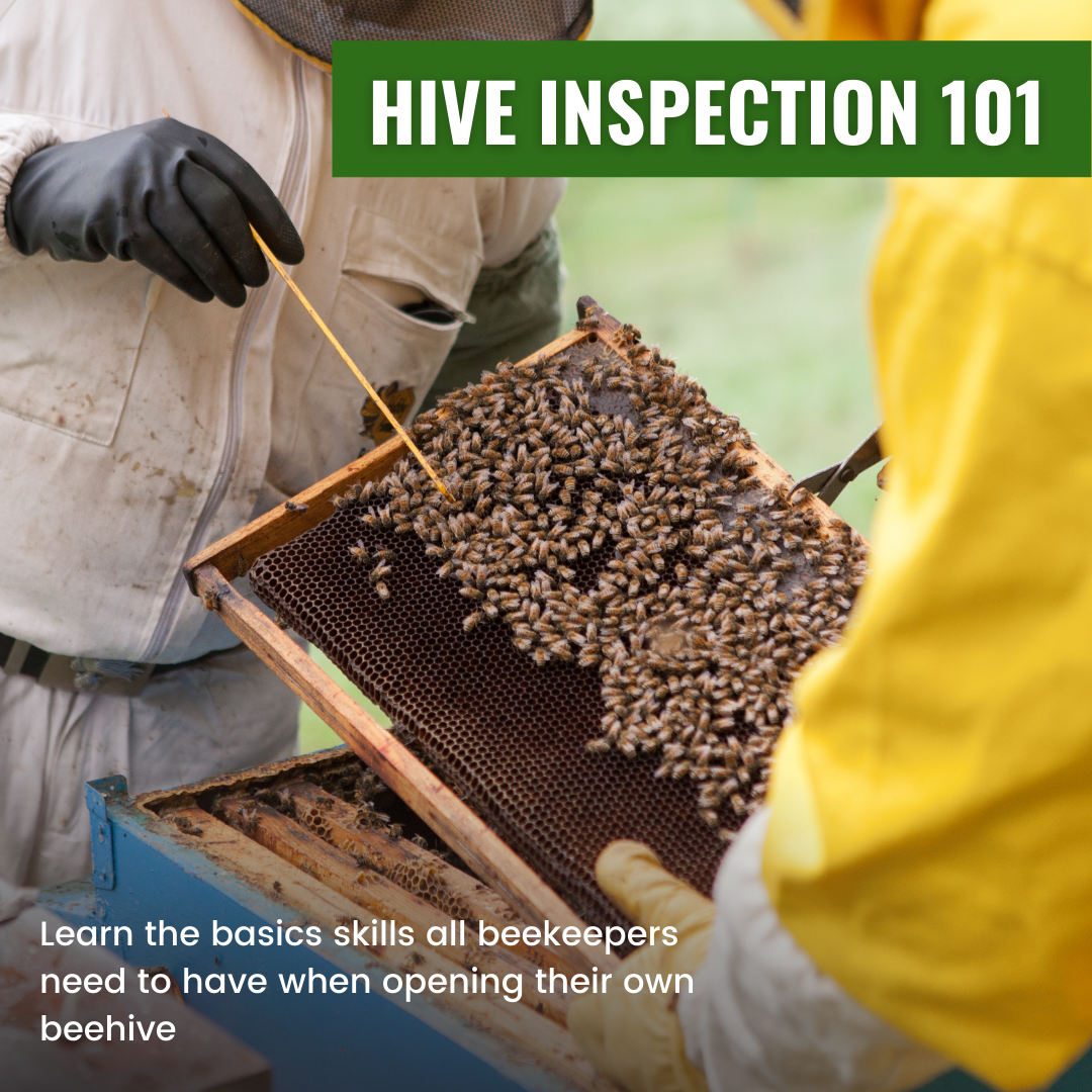 Hive Inspection 101 – Foxhound Bee Company