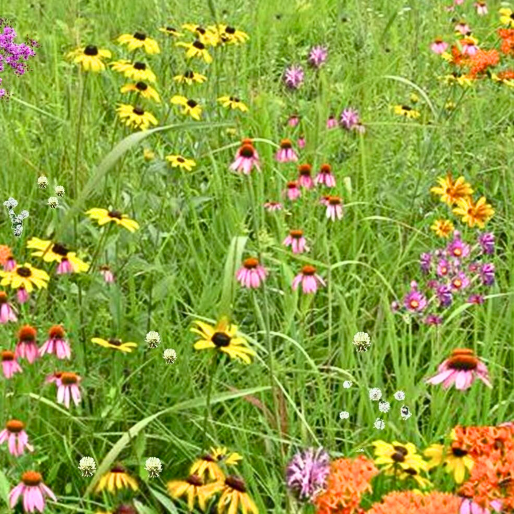 Wildflower Seed Mix for Bees and Pollinators-Foxhound Bee Company